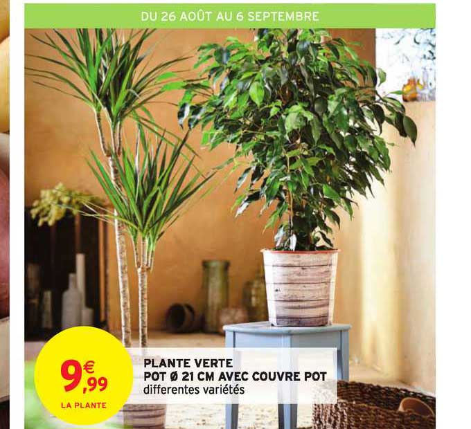 plante verte pot 21 cm avec couvre pot