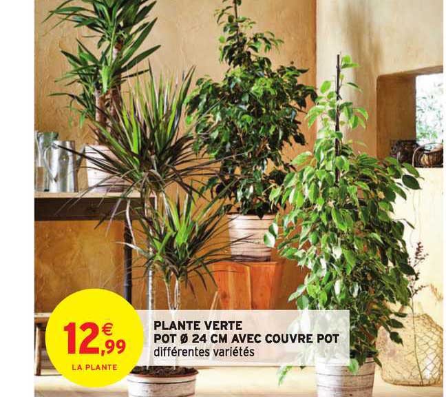Plante Verte Pot 24 Cm Avec Couvre Pot