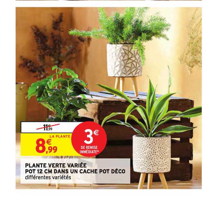 plante verte variée pot 12 cm