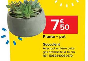 succulent