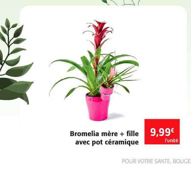 bromelia mère + fille avec pot céramique