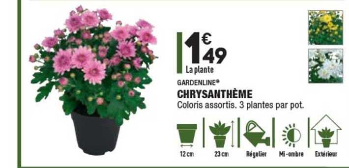 Chrysanthème Gardenline