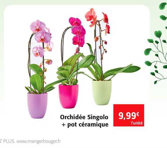 Orchidée Singolo + Pot Céramique