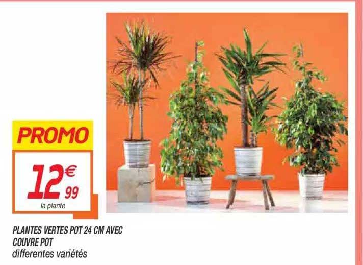 plantes vertes pot 24 cm avec couvre pot