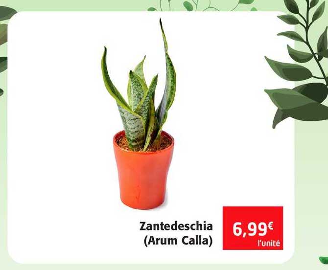 Zantedeschia (arum Calla)