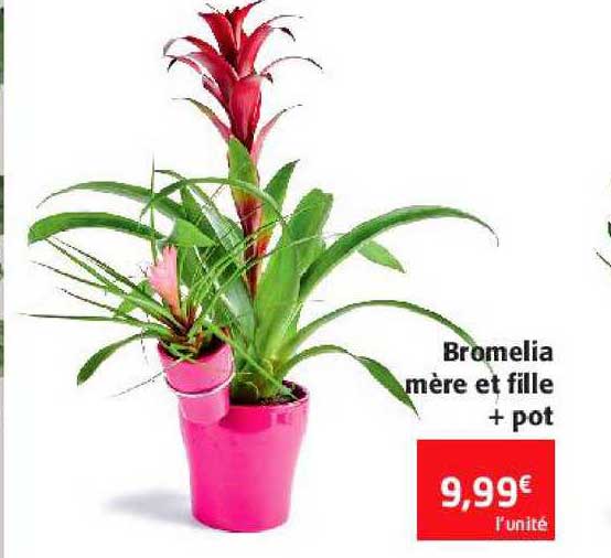bromélia mère et file + pot