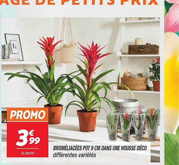broméliacées pot 9 cm dans une housse déco