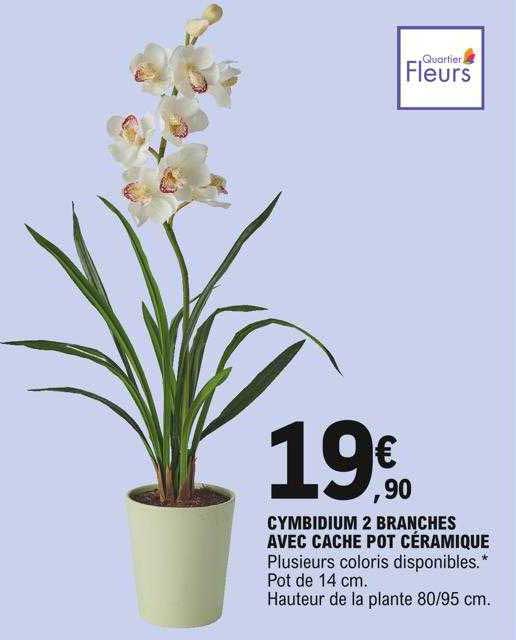 cymbidium 2 branches ave cache pot céramique