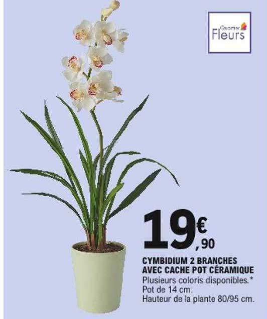 cymbidium 2 branches avec cache pot céramique