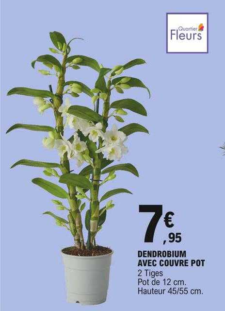 dendrobium avec couvre pot