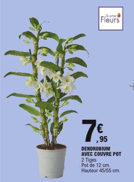 dendrobium avec couvre pot