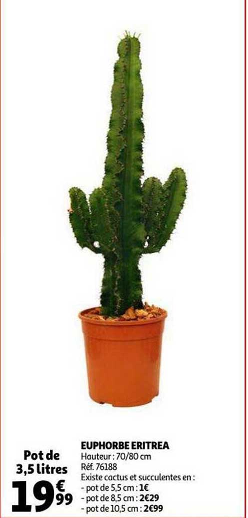 euphorbe eritrea