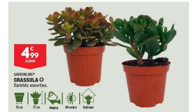 gardenline crassula