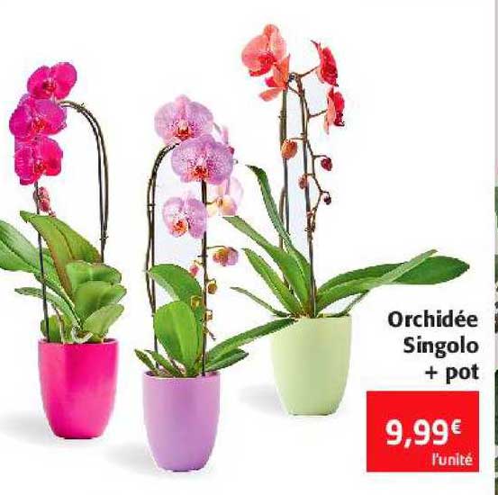 orchidée singolo + pot