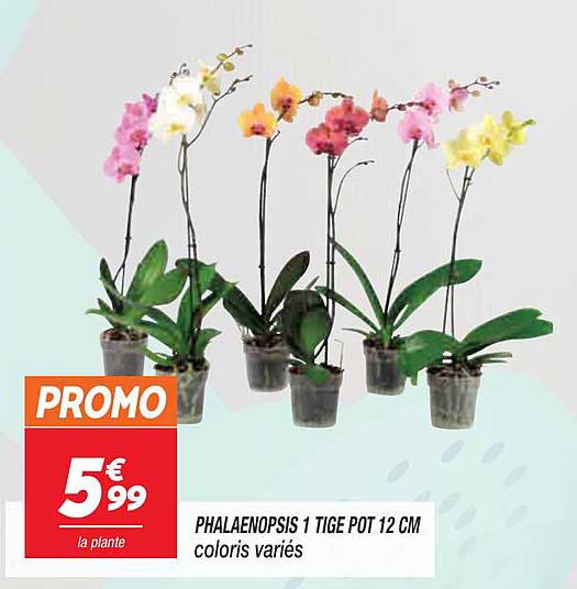 phalaenopsis 1 tige pot 12 cm