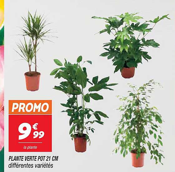 Plante Verte Pot 21 Cm