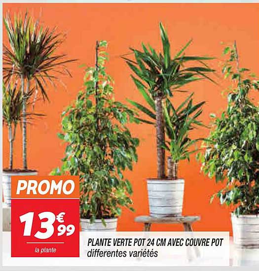 plante verte pot 24cm avec couvre pot