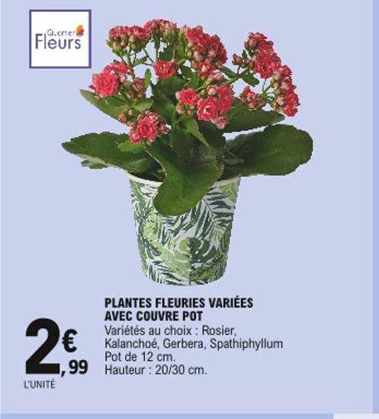 plantes fleuries variées avec couvre pot