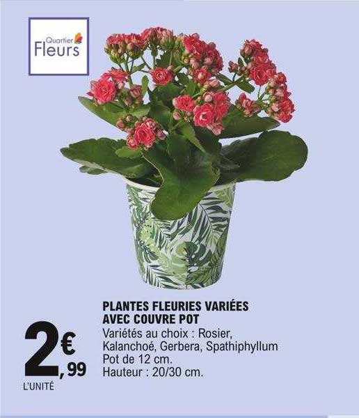 plantes fleuries variées avec couvre pot