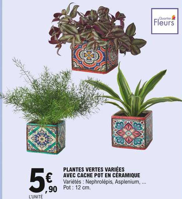plantes vertes variées avec cache pot en céramique