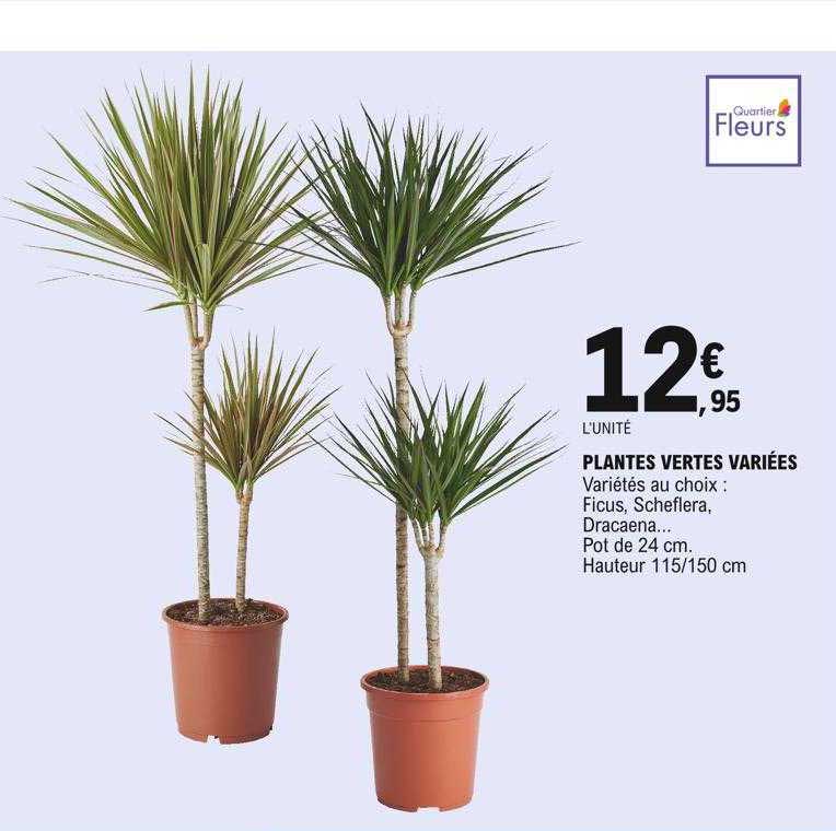 plantes vertes variées