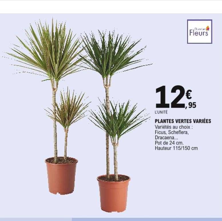 plantes vertes variées