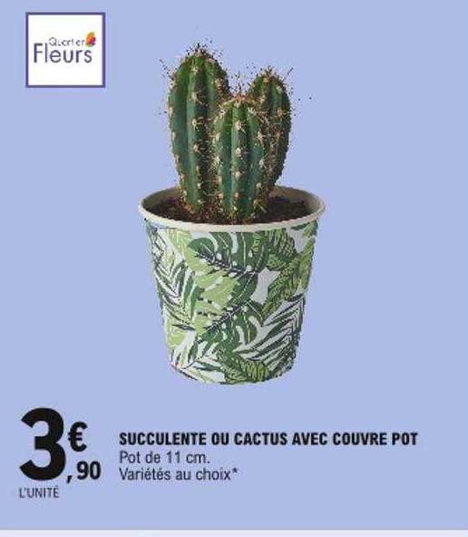 succulente ou cactus avec couvre pot