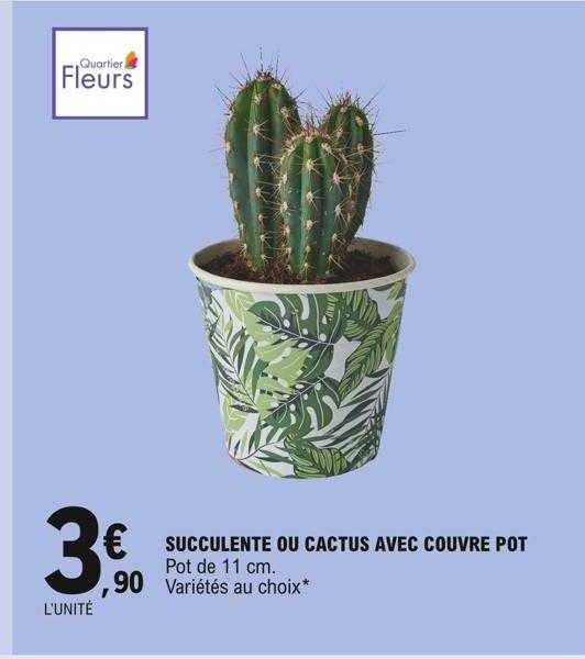 succulente ou cactus avec couvre pot