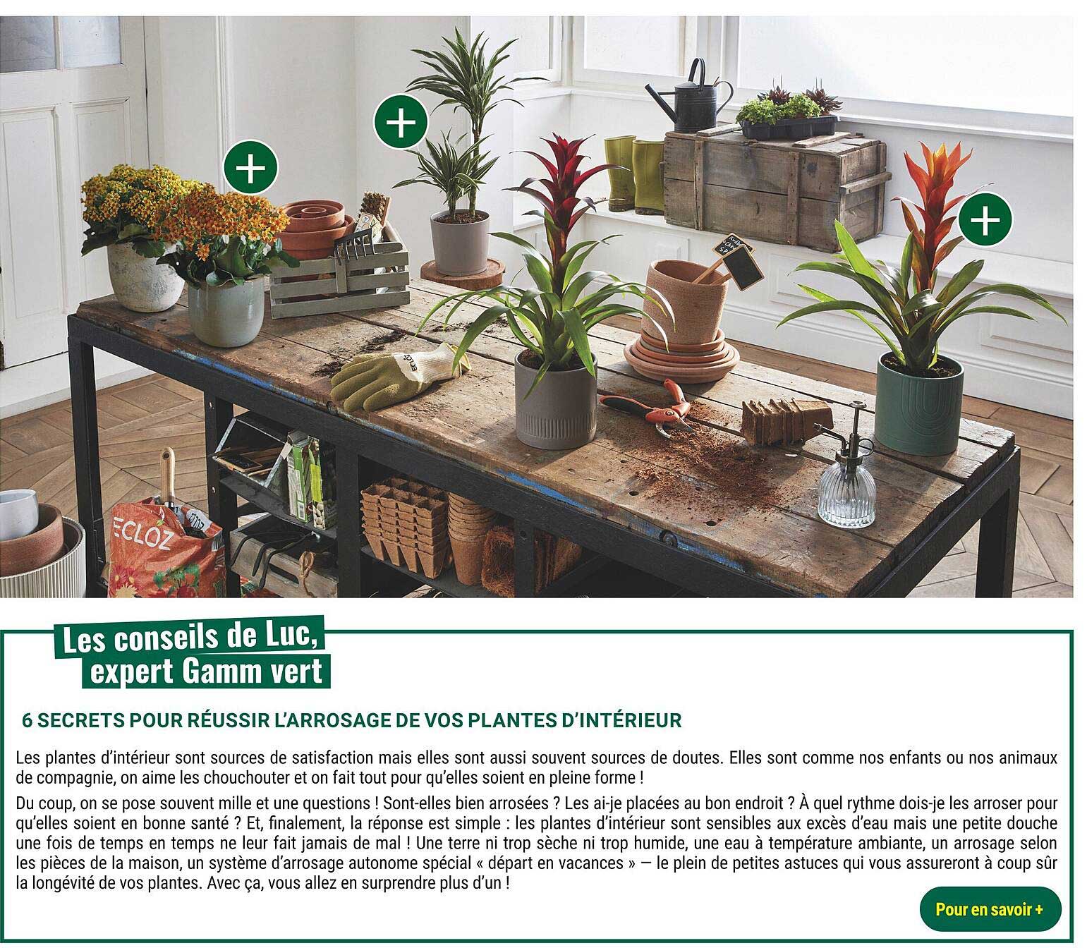 6 secrets pour réussir l'arrosage de vos plantes d'intérieur