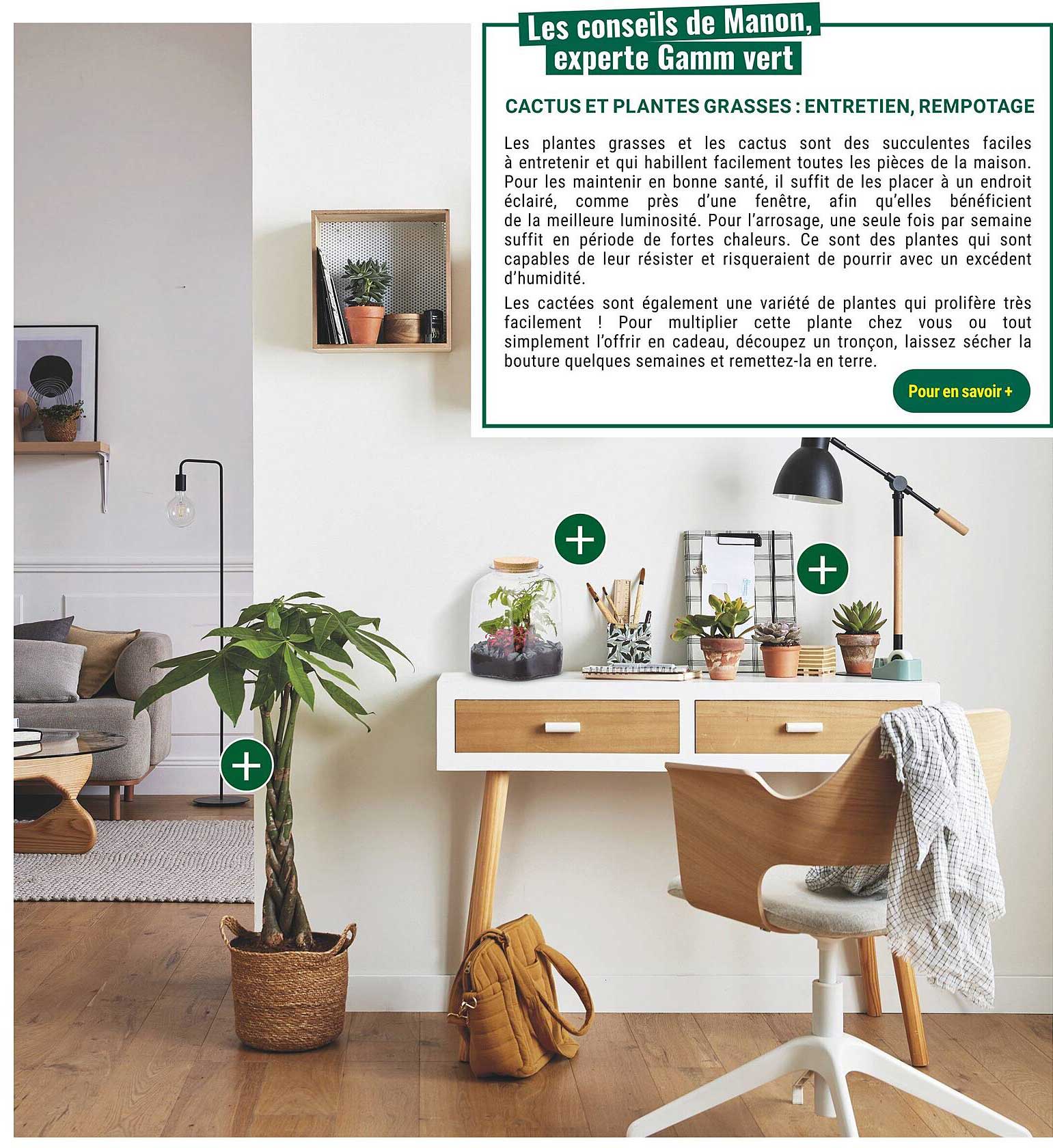 cactus et plantes grasses : entretien, rempotage