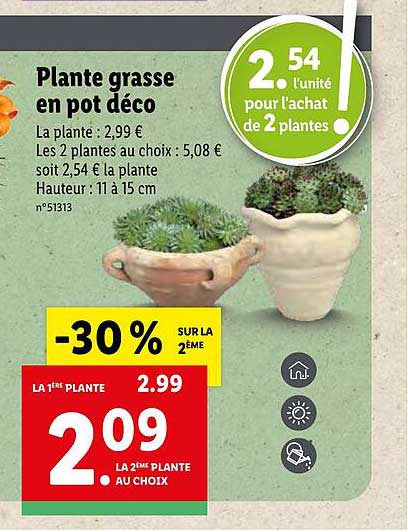 plante grasse en pot déco