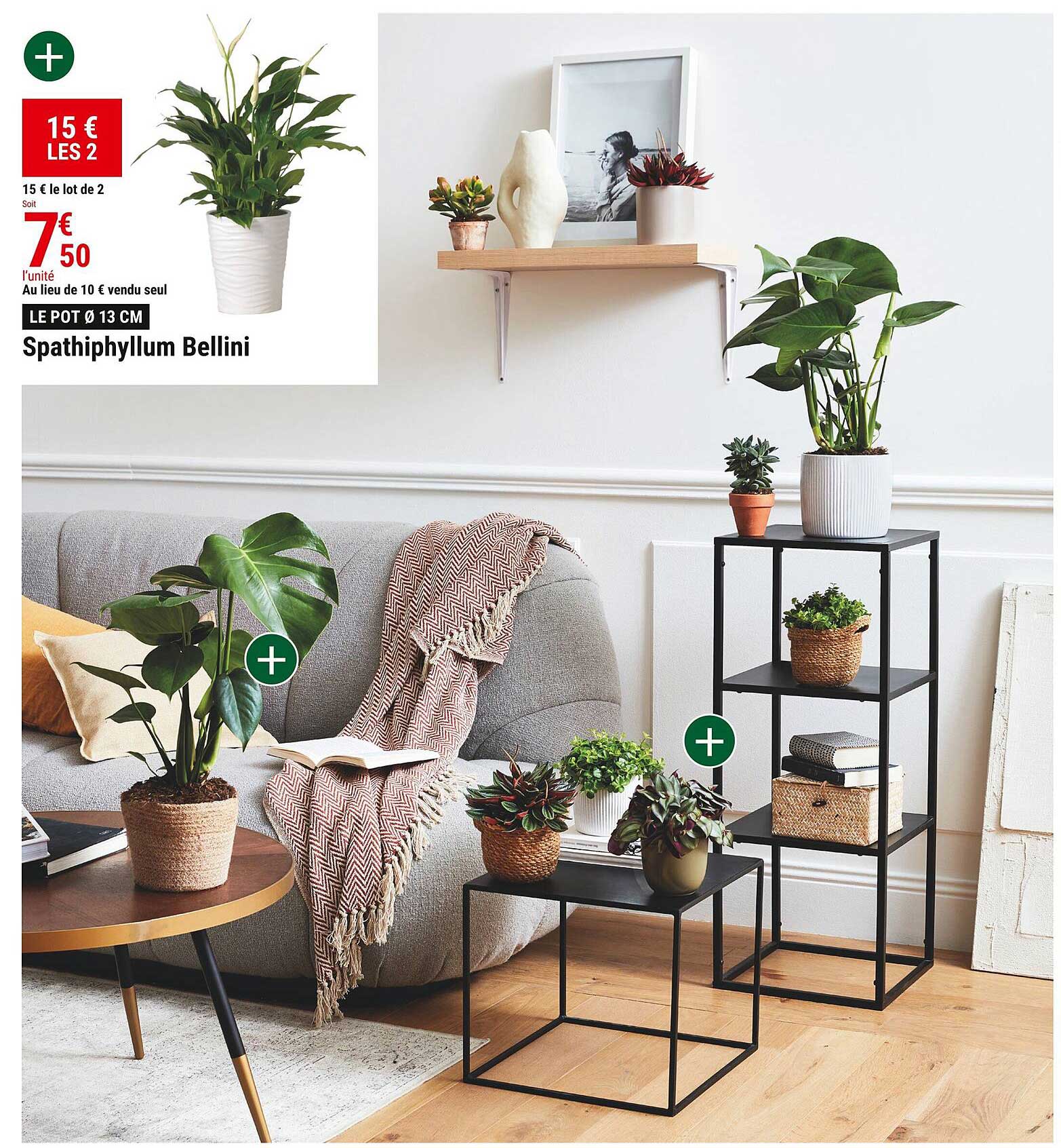 spathiphyllum bellini