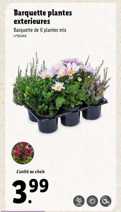 barquette plantes extérieures