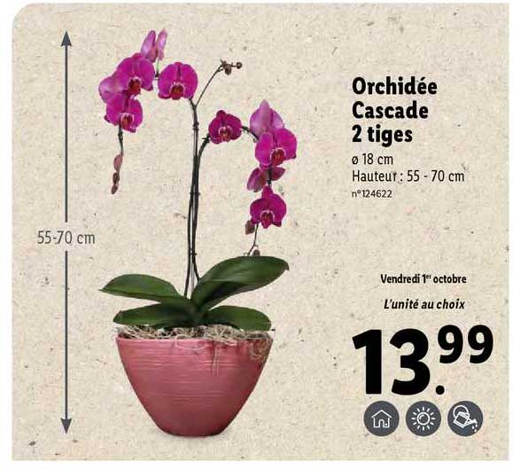 Orchidée Cascade 2 Tiges
