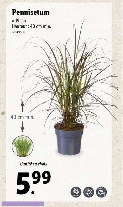 Pennisetum