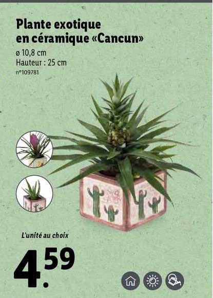 plante exotique en céramique "cancun"