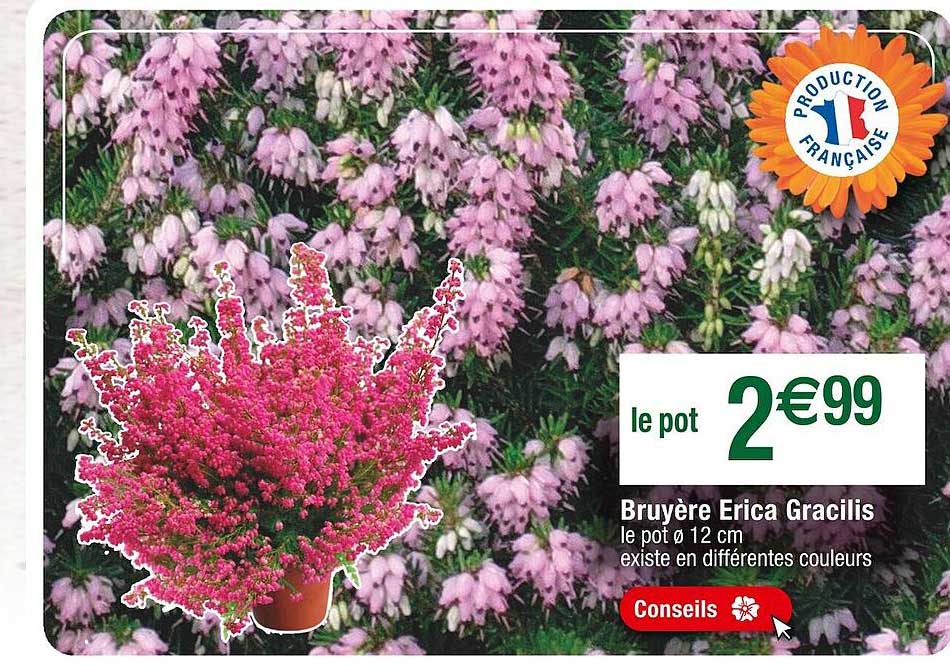 Bruyère Erica Gracilis