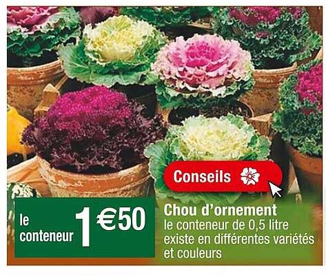 chou d'ornement