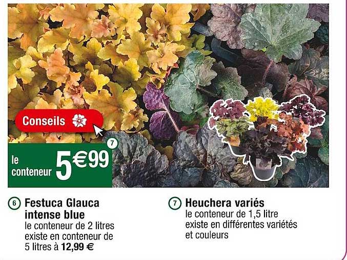 festuca glauca intense bleu, heuchera variés