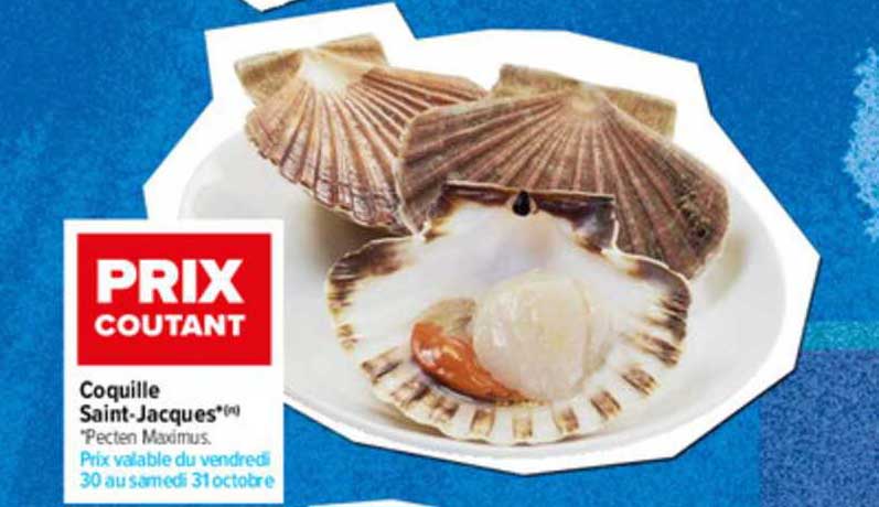 coquille saint jacques