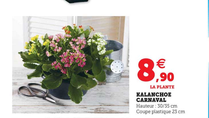 Kalanchoe Carnaval
