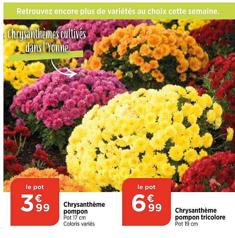 Chrysanthème Pompon Ou Tricolore