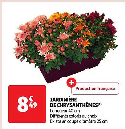 Jardinière De Chrysanthèmes