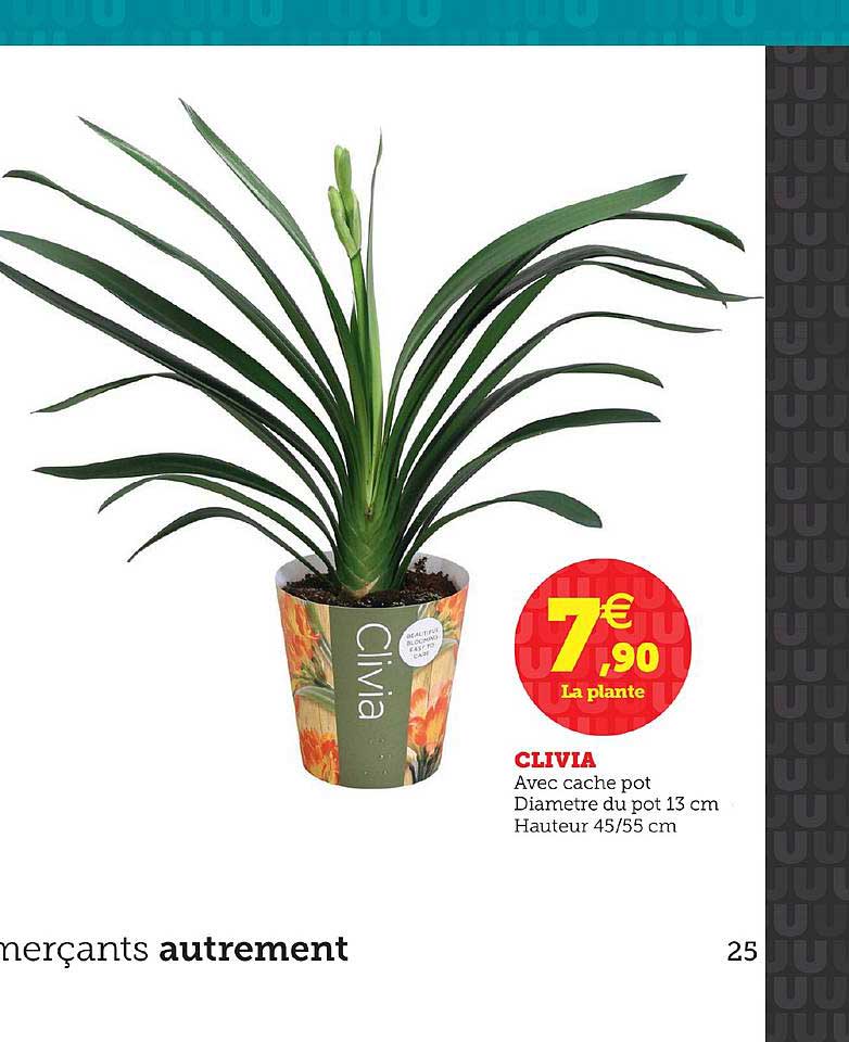 clivia