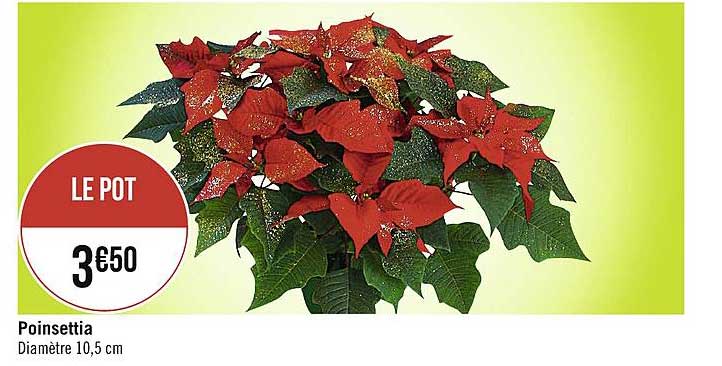 poinsettia