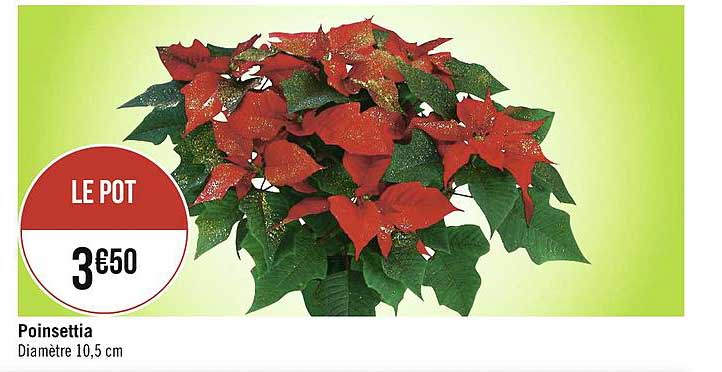 poinsettia