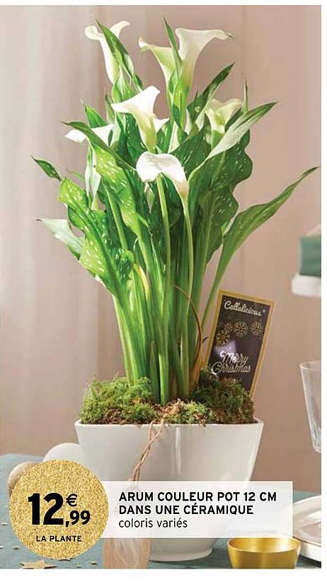 arum couleur pot 12 cm dans une céramique