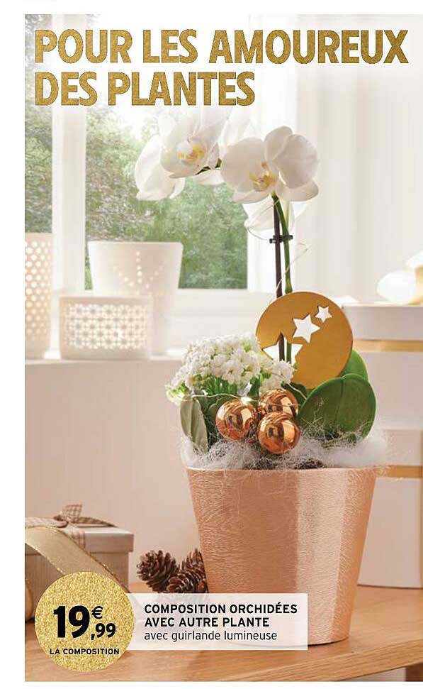 composition orchidées avec autre plante