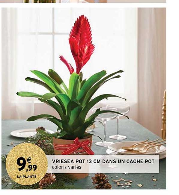 vriesea pot 13 cm dans un cache pot