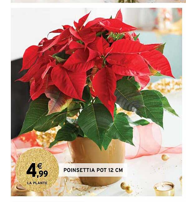 poinsettia pot 12 cm